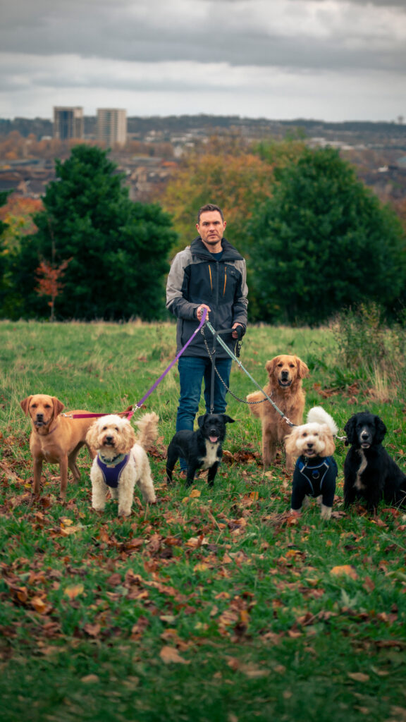 A man wearing a grey sensible outdoor jacket and jeans stands at the top of a hill in an autumnal park, with a cityscape behind him in the distance. He has 6 dogs, all on the lead, sitting or standing in front of him - a golden labrador, two white cockerpoos, a black and white Patterdale terrier, a golden retriever and a black and white spaniel.